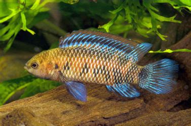 Badis Badis: Full Care Guide, Breeding, Tank Size.